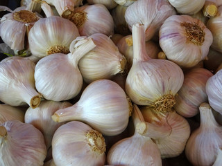  Pile of fresh unpeeled garlic displayed at the Italian vegetable market. Closeup for background.   