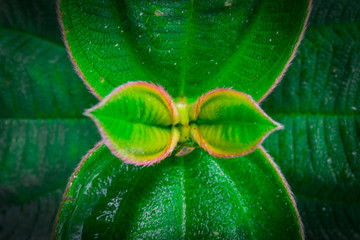 macro captured leaves