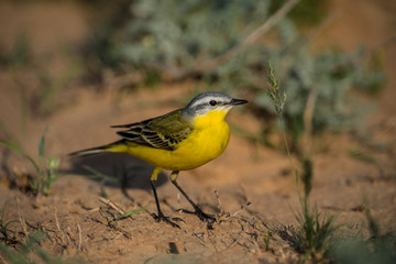 The Yellow wagtail  or Motacilla flava