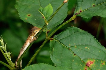 leaf with drops of water