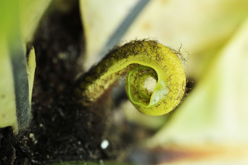 Close-up birds nest fern green in botanic garden with blurry background and soft sunlight.