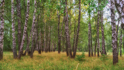 Birch Grove