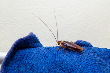 Cockroach on microfiber cloth hanging on toilet rail