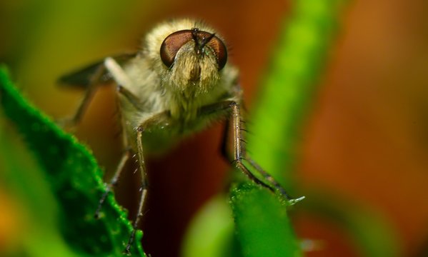 dipter sur fond noir