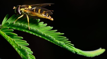 dipter fougere sur fond noir