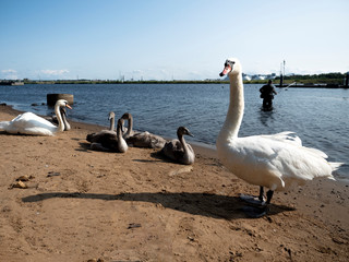 A swan family with their babies on the waterfront