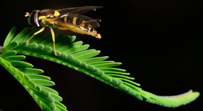 dipter fougere sur fond noir