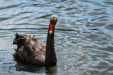 Black Swan on the lake.