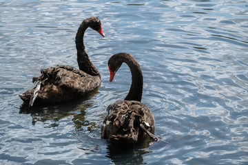 Black Swan on the lake.