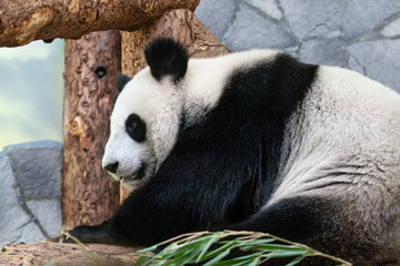 Portrait of a giant Panda.
