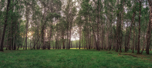 beautiful birch trees