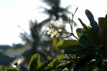 Beautiful frangipani flowers in a tropical garden on a summer day