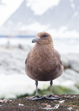 Portrait of brown skua, Stercorarius antarcticus , also known as the Antarctic skua in Petermann Island of the northwest coast of Kiev Peninsula in Graham Land, Argentine islands, Antarctica.