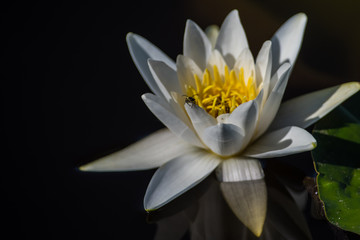 The European white water lily Nymphaea alba