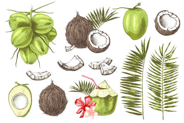 Set of hand drawn coconuts.