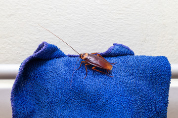 Cockroach on microfiber cloth hanging on toilet rail