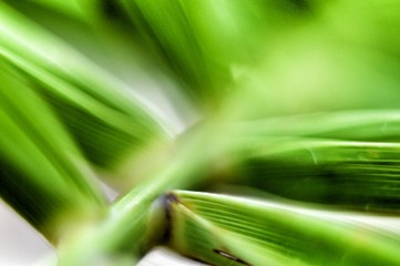 green abstract background