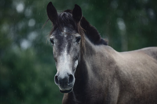 young grey trakehner horse in summer rain