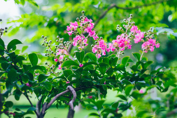 Outdoor blooming purple crape myrtle macro close-up，Lagerstroemia indica