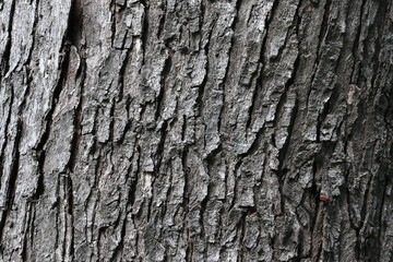 Naklejka premium Zamknij widok kory drzewa z czerwonym błędem w rogu