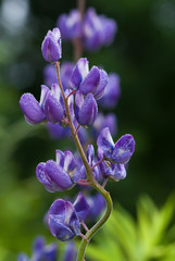 Lupinus texensis with drops of  a dew