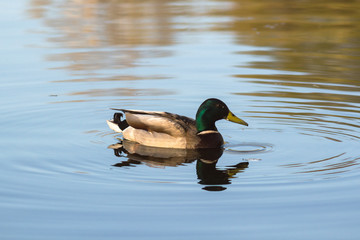 duck on the lake