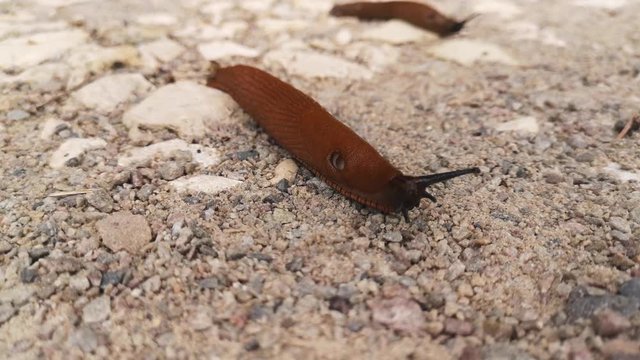 Orange slugs crawl through the park. Macro shot. Close up. Slime is flowing. Unpleasant creation.