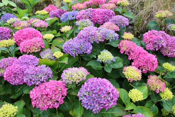 Obraz premium blooming hydrangeas in brittany (france) 