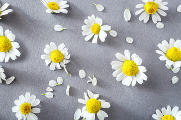 Obraz premium Beautiful chamomile flowers on grey background