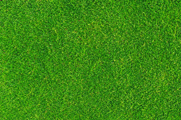 Plakat Lawn background, stadium. Close-up on natural lawn texture