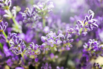 Fototapeta na wymiar Bunch of beautiful lavender flowers, closeup
