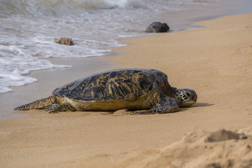 Obraz premium Sea Turtle