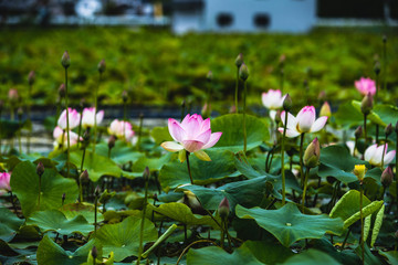 蓮の花