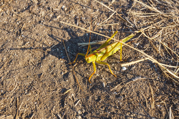 Green large grasshopper on the background of the road