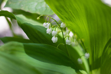 Flowers white lily of the valley in green foliage. Beautiful spring background