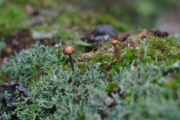 tiny mushrooms on a mossy log