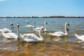 White Swans with ducklings on a lake against the background of the city