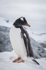 Gentoo penguin portrait on the snow. Antarctic summer, Peninsula