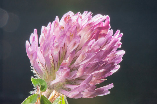fleur de trefle 