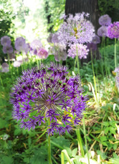 Fototapeta premium Purple allium flowers
