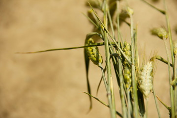 Ears of rye lie on the background of concrete. Beautiful natural background.