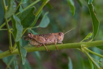 Short-horned grasshopper italian locust Calliptamus italicus