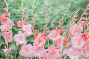 beautiful pink gladiolus flowers outdoor - obrazy, fototapety, plakaty