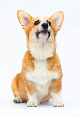 red welsh corgi puppy looking up