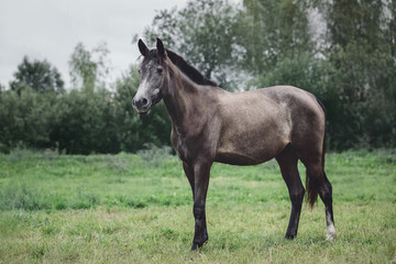 Obraz na płótnie Canvas young grey trakehner horse in summer rain in green field