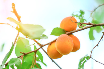 Branch with ripe apricots on tree in garden