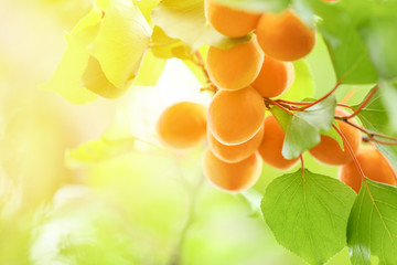 Branch with ripe apricots on tree in garden