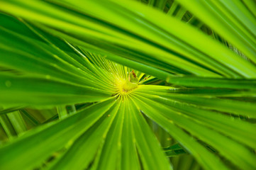 green leaves on background