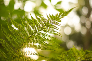 Green fern leaf with seeds in sunset bokeh light © Marina