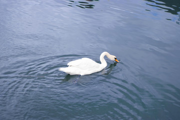 Fototapeta na wymiar White beautiful swan swims in a pond.